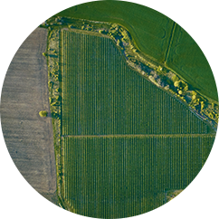 gradini-image